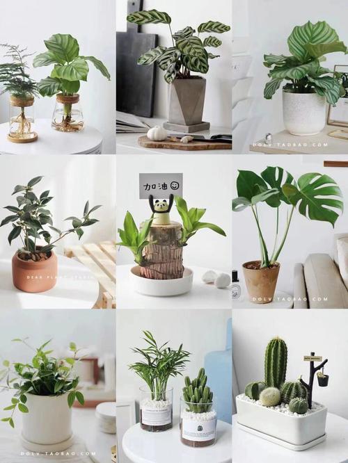 家具绿植-家居绿植排行榜前十名